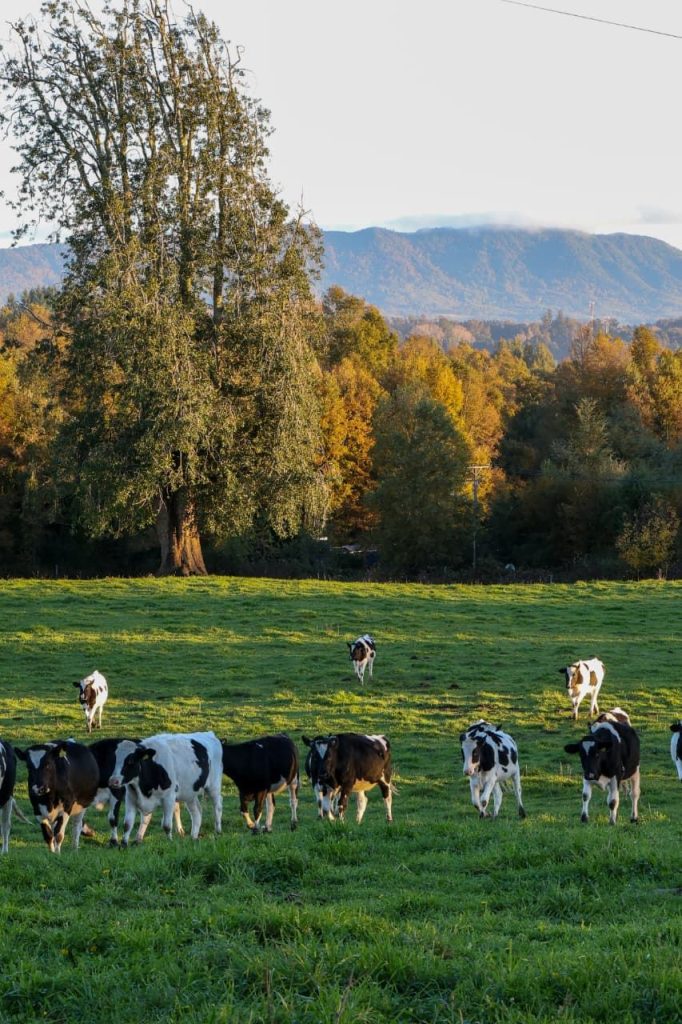 fundo-quilaco-vacas-1.jpg